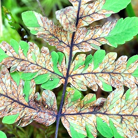 Hyalopsora aspidiotus