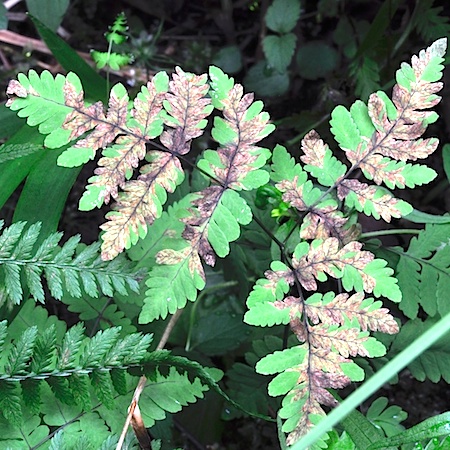 Hyalopsora aspidiotus