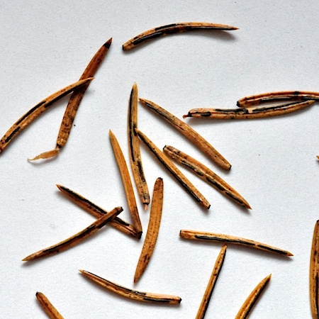 Lirula macrospora