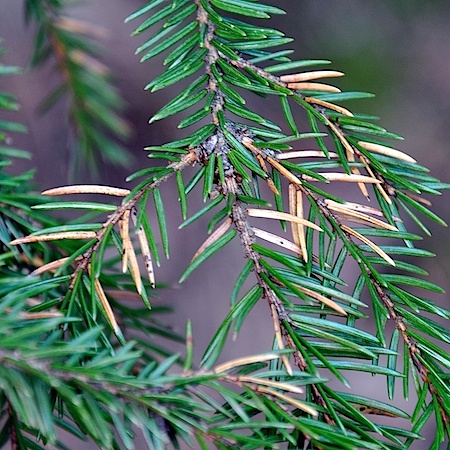 Lirula macrospora