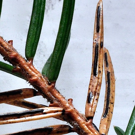 Lirula macrospora