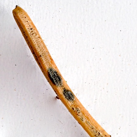 Lophodermium abietis