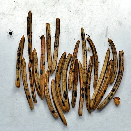 Lophodermium abietis