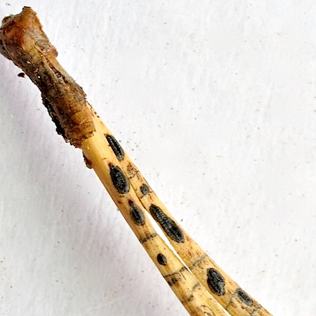 Lophodermium seditiosum