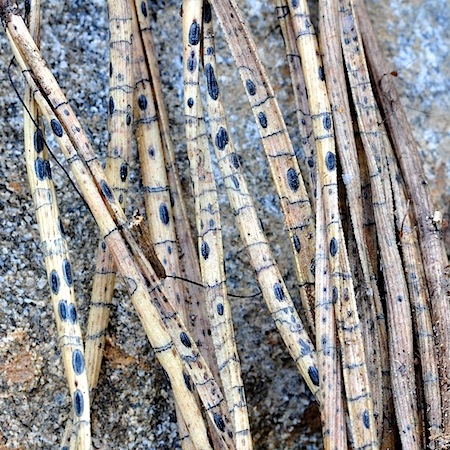 Lophodermium seditiosum