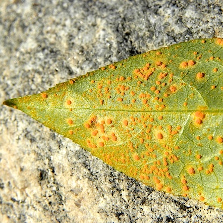 Melampsora larici-pentandrae