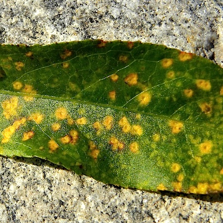 Melampsora larici-pentandrae