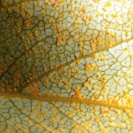 Melampsora larici-populina