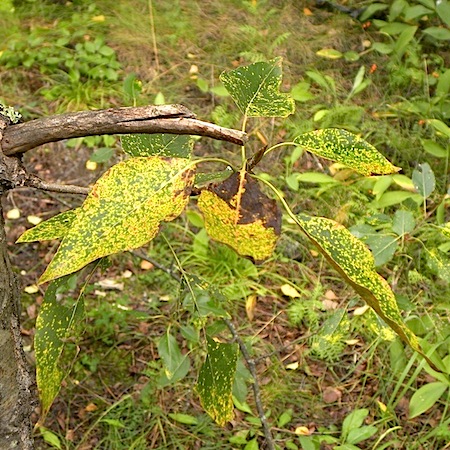 Melampsora larici-populina