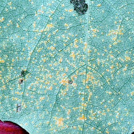 Melampsora populnea coll.