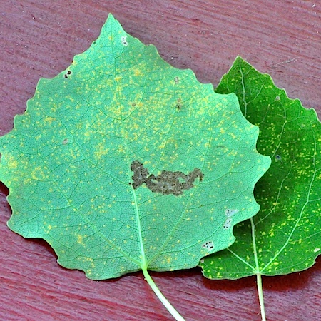 Melampsora populnea coll.