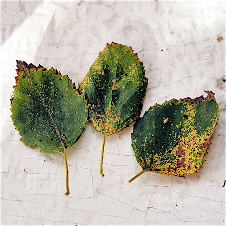 Melampsoridium betulinum