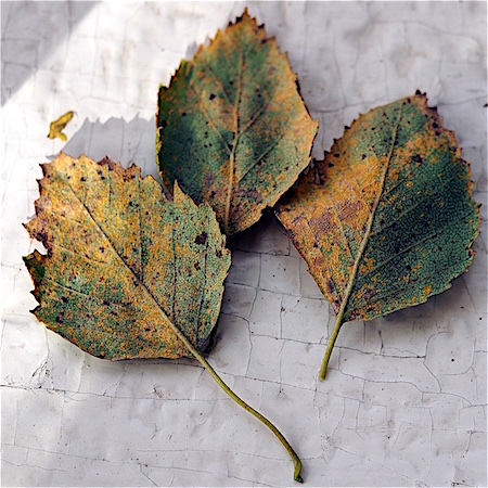 Melampsoridium betulinum