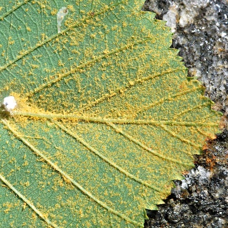 Melampsoridium hiratsukanum