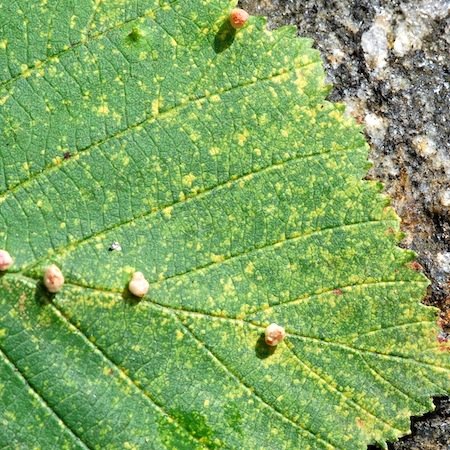 Melampsoridium hiratsukanum