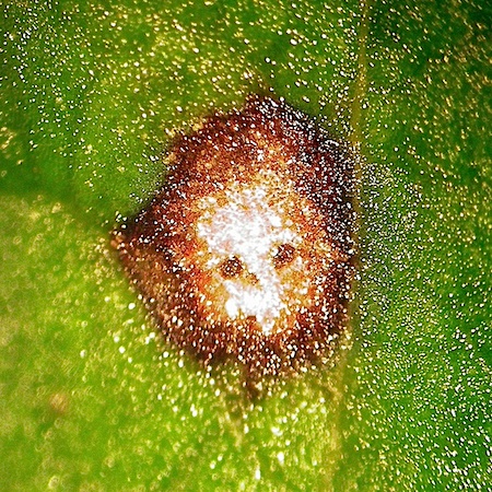 Mycosphaerella ribis