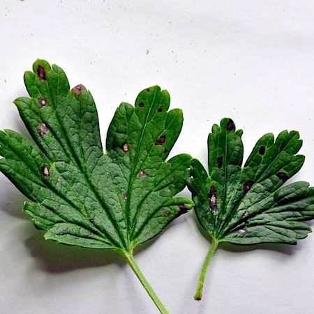 Mycosphaerella ribis