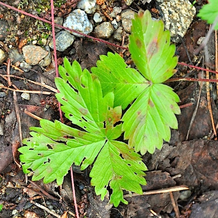 Mycosphaerella fragariae