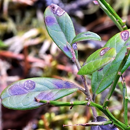 Mycosphaerella stemmatea