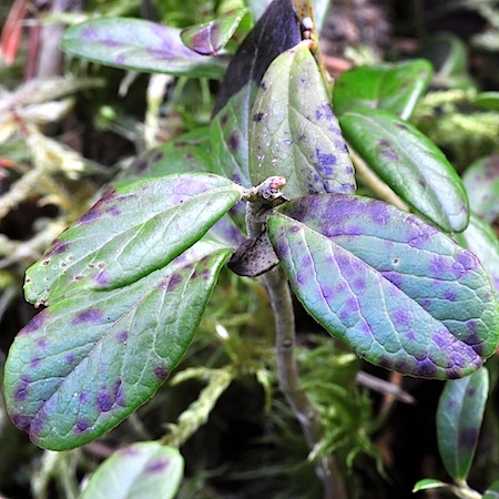 Mycosphaerella stemmatea