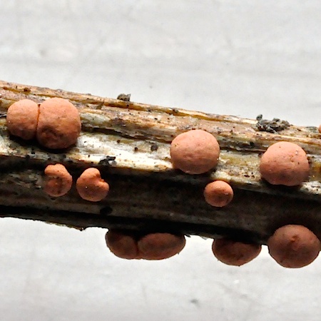 Nectria cinnabarina