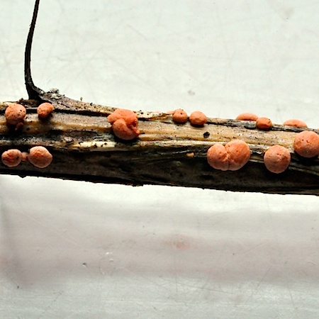 Nectria cinnabarina
