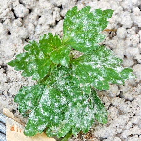 Neoerysiphe galeopsidis