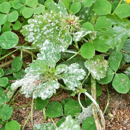 Neoerysiphe galeopsidis