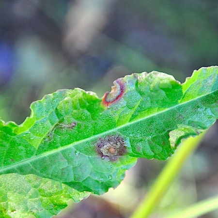 Ovularia obliqua