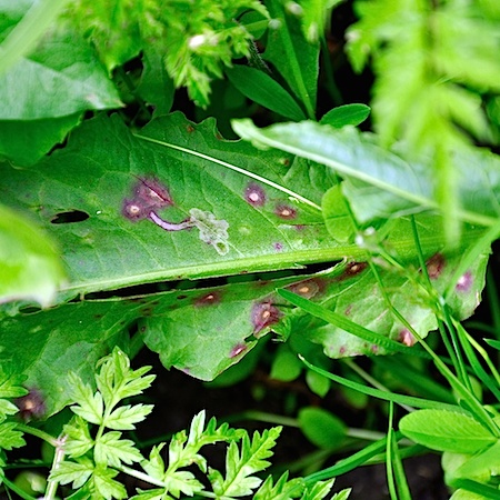 Ovularia obliqua