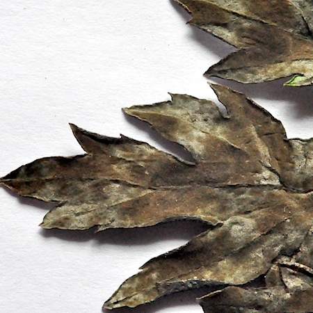 Passalora ferruginea