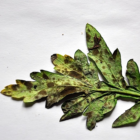 Passalora ferruginea