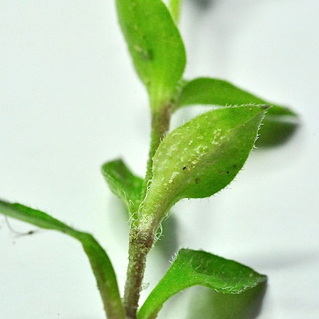 Peronospora arenariae