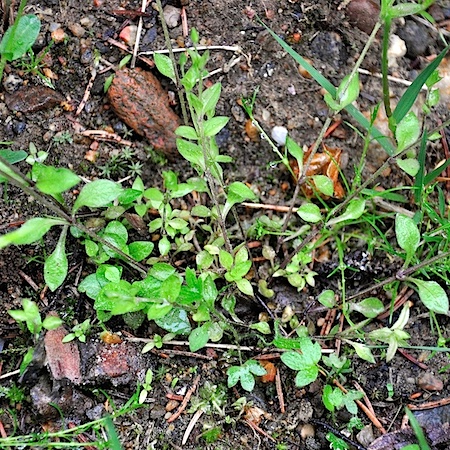 Peronospora arenariae