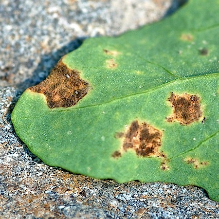 Peronospora farinosa