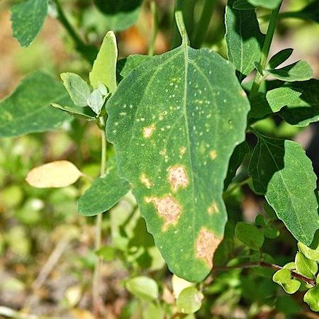 Peronospora farinosa