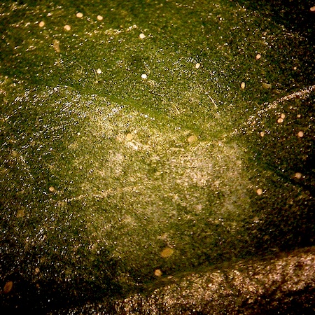 Peronospora ranunculi