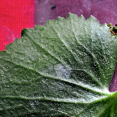 Peronospora ranunculi