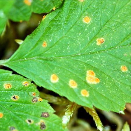 Phragmidium acuminatum