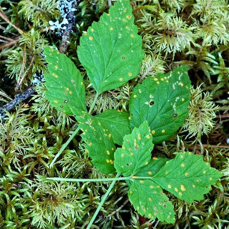 Phragmidium acuminatum