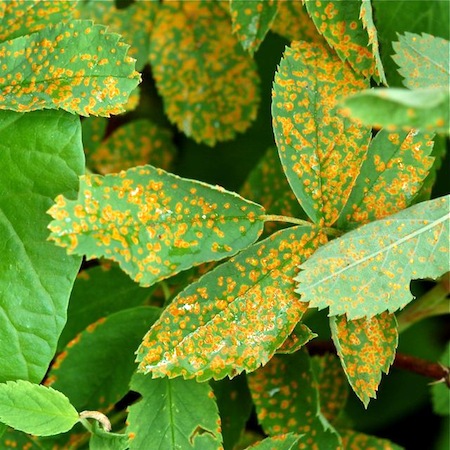 Phragmidium mucronatum