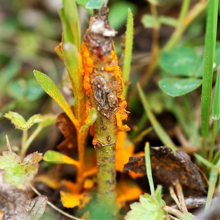 Phragmidium mucronatum