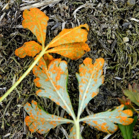 Phragmidium potentillae