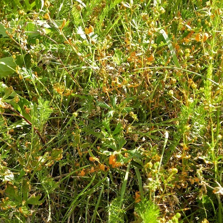 Phragmidium potentillae