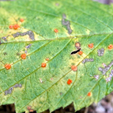Phragmidium rubi-idaei