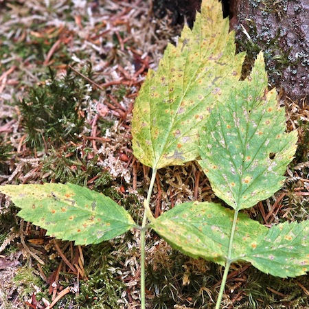 Phragmidium rubi-idaei