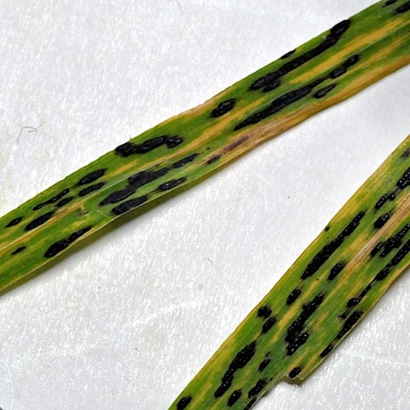 Phyllachora graminis
