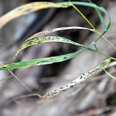Phyllachora graminis