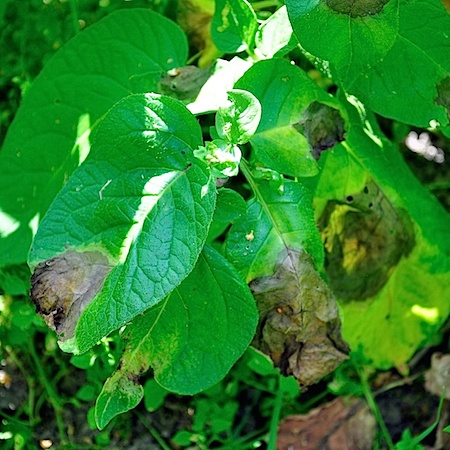 Phytophthora infestans