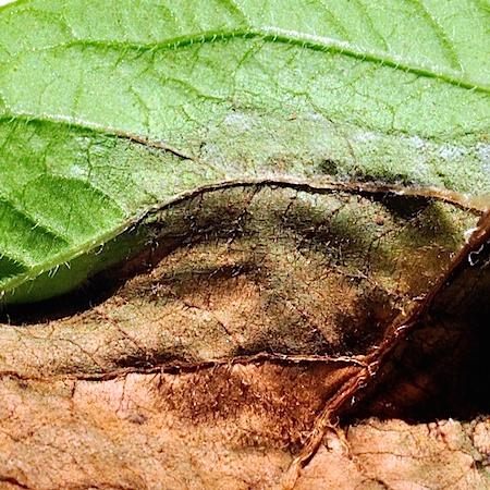 Phytophthora infestans